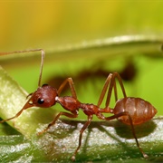 Weaver Ant