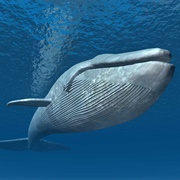 Blue Whale