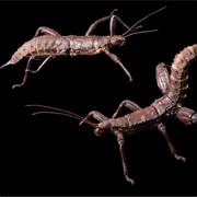 Thorny Devil Stick Insect
