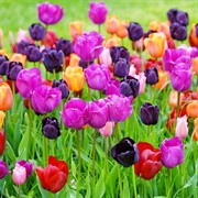Plant Tulips