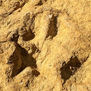 Sunland Park Dinosaur Tracks