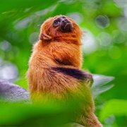 The Golden Lion Tamarins of Poço Das Antas