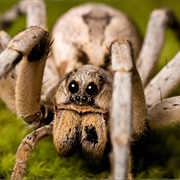 Arachnophobia - The Fear of Spiders