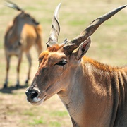 Spiral-Horned Antelope