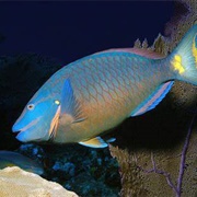 Queen Parrotfish