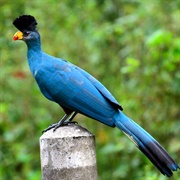 Great Blue Turaco
