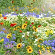 Visit Your Community's Public Gardens