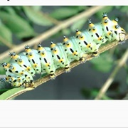 Calleta Silkmoth Caterpillar