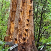 Climb the Gloucester Tree
