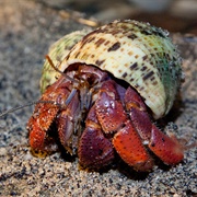 Hermit Crab