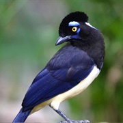 Plush-Crested Jay