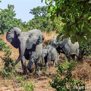 Reserve De Nazinga, Burkina Faso