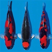 Goshiki Koi