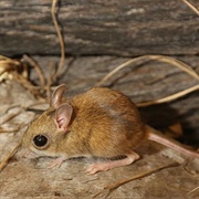Northern Hopping Mouse