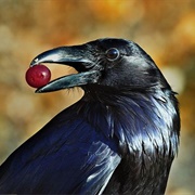 Raven