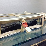 'Snow Whites' of Leuven