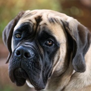 Mastiff