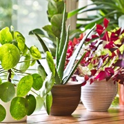 Botanophobia - The Fear of Plants