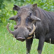 Common Warthog