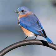 Eastern Bluebird