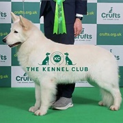 White Swiss Shepherd Dog