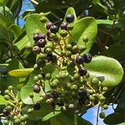 West Indian Bay Tree (Pimenta Racemosa)
