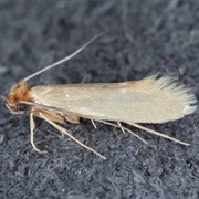 Common Clothes Moth