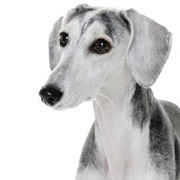 Saluki