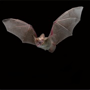 Holt's Long-Eared Bat