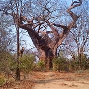 The Leper Tree, Malawi