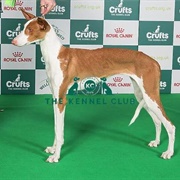 Ibizan Hound
