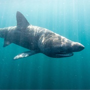 Basking Shark