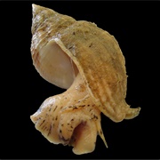 Common Whelk