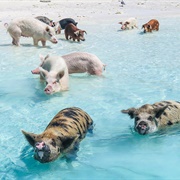 Pig Beach, Bahamas