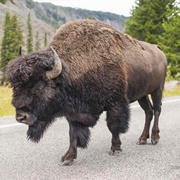 Buffalo