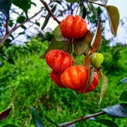 Cayenne Cherry (Eugenia Uniflora)