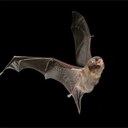 Southern Bent-Wing Bat