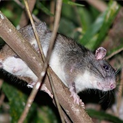 Giant White-Tailed Rat