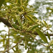 Charoli Nut (Buchanania Cochinchinensis)