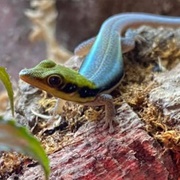 Yellow-Headed Day Gecko