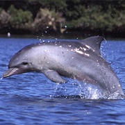 Indo-Pacific Bottlenose Dolphin