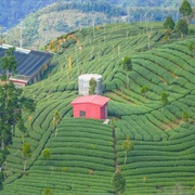 Shiding Tea Township