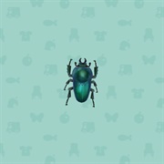 Green Stag Beetle