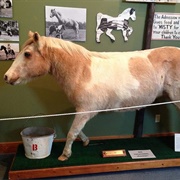 Misty of Chincoteague