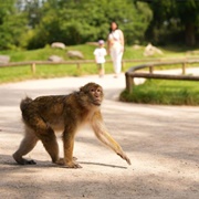 Trentham Monkey Forest