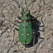Green Tiger Beetle