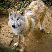 Himalayan Wolf