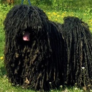 Hungarian Puli