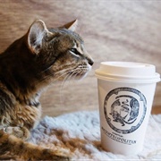 Seattle Meowtropolitan Cat Café