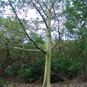 East African Bombax (Rhodognaphalon Mossambicense)